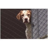 Instalação de Tela de Proteção Cão Instalação de Tela de Proteção Cão