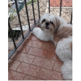 Instalação de Tela de Proteção para Cachorro Retrátil Instalação de Tela de Proteção para Cachorro Retrátil