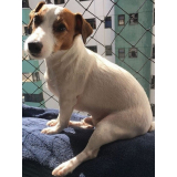 Rede de Proteção para Pets