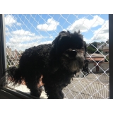 Tela Proteção para Cachorro